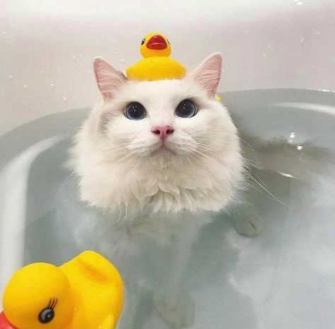 Cat with Duck